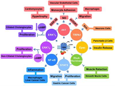 TGR5, Not Only a Metabolic Regulator